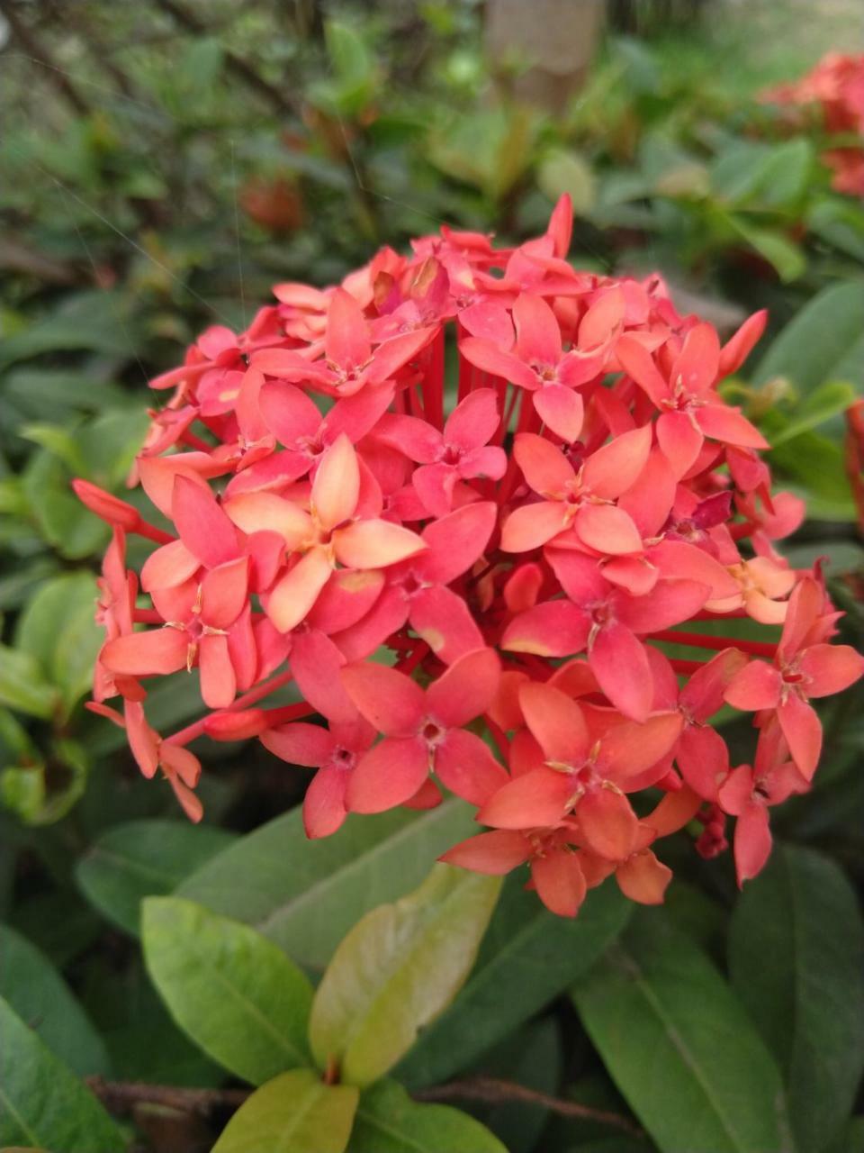 Chaiti Eco Homestay- Santiniketan Bolpur Luaran gambar