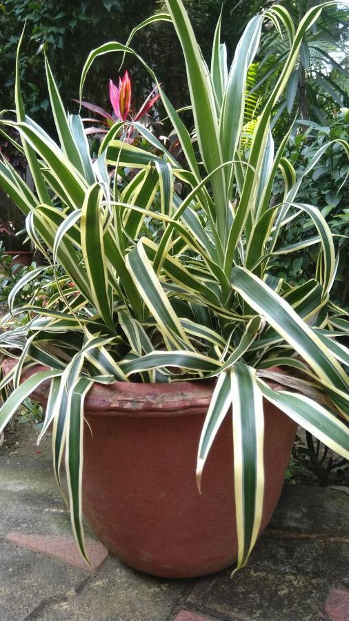 Chaiti Eco Homestay- Santiniketan Bolpur Luaran gambar