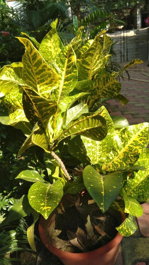 Chaiti Eco Homestay- Santiniketan Bolpur Luaran gambar